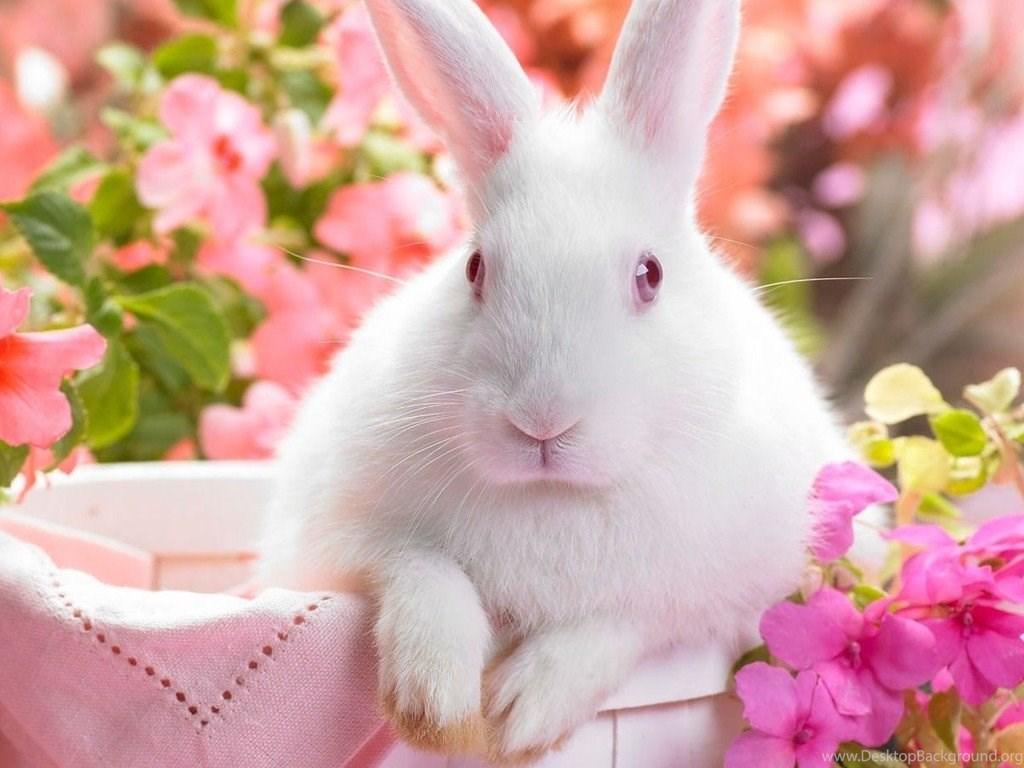 Black and White Rabbit Wallpapers - Top Free Black and White Rabbit