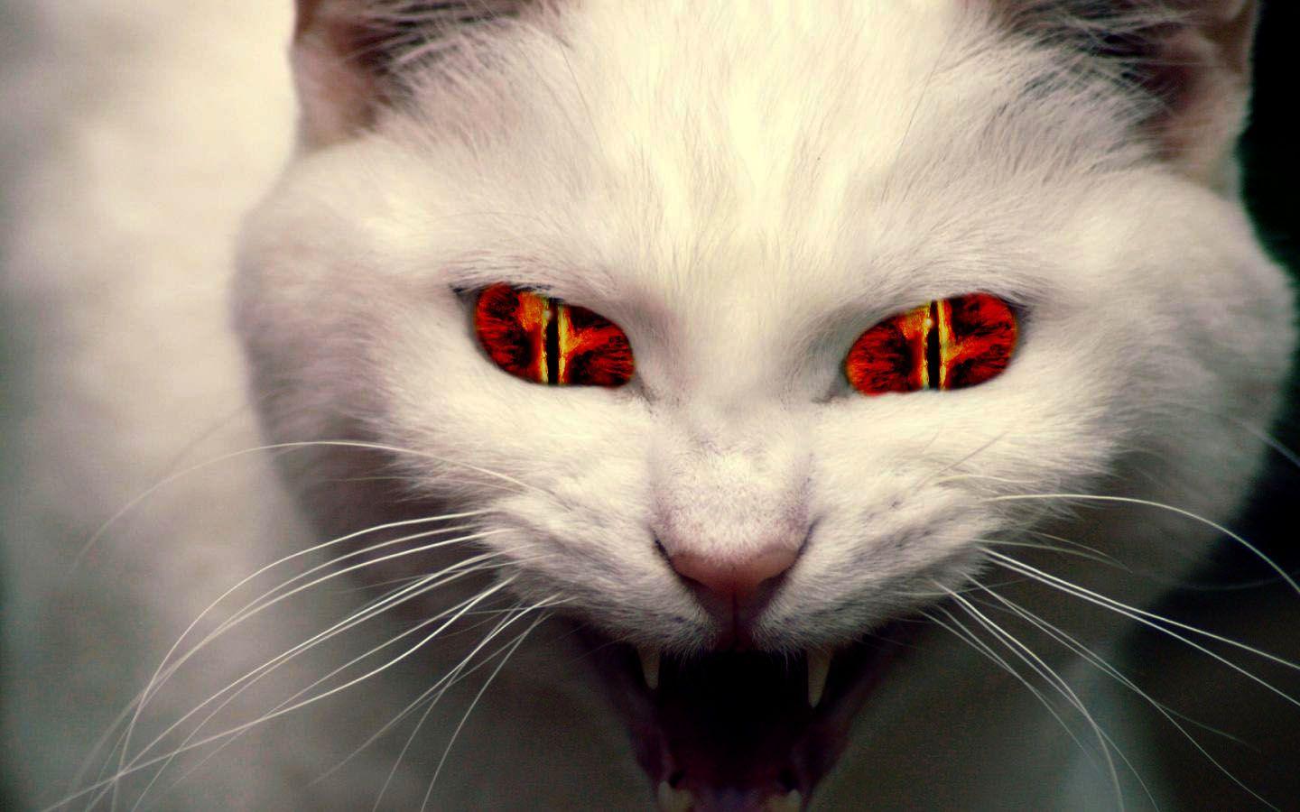 evil anime cat