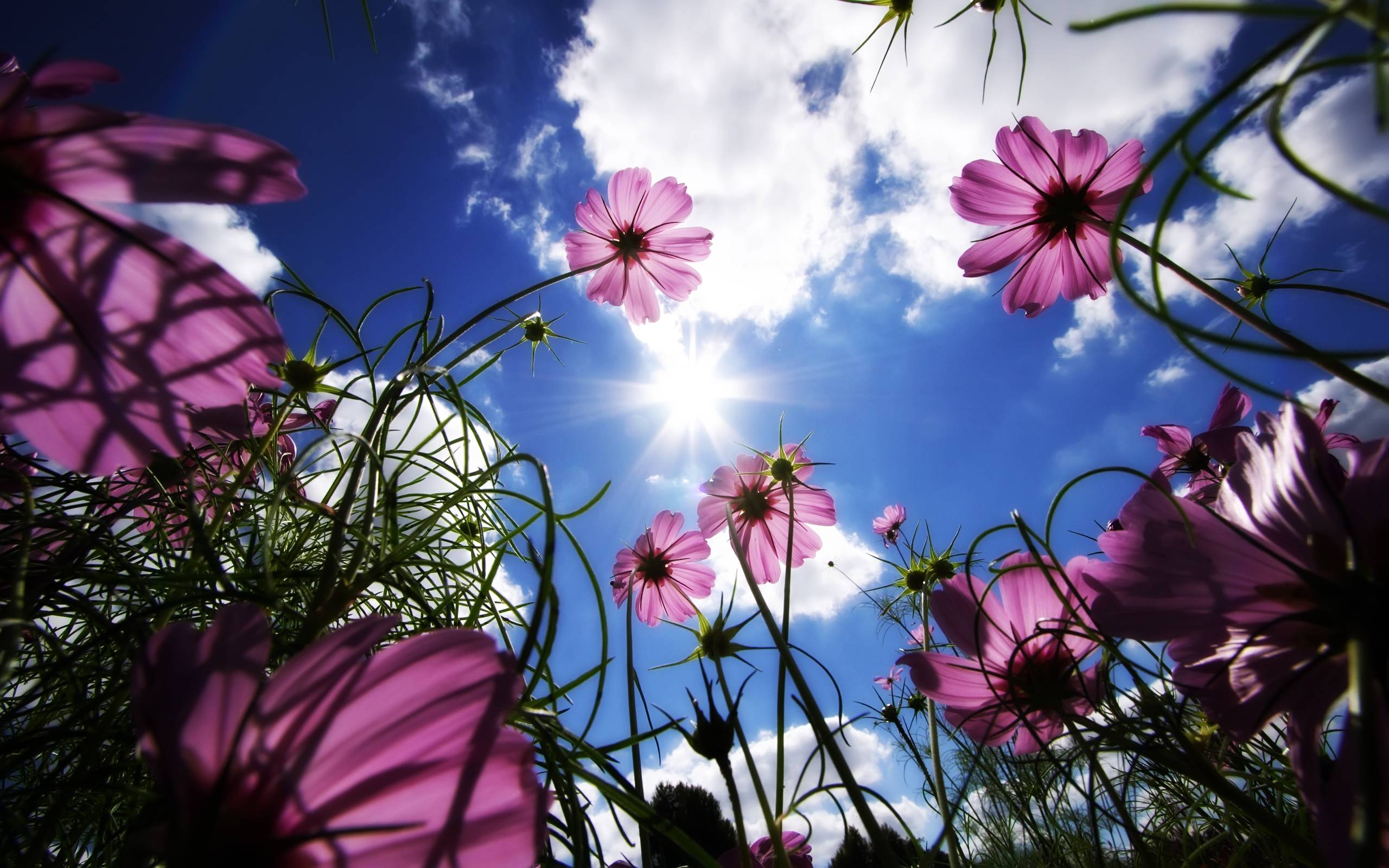 2560x1600 Purple Blue Flower Wallpaper