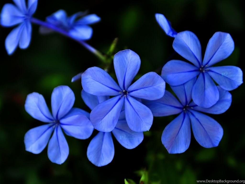 1024x768 Blue purple Flowers iPad Air Wallpaper Download Desktop Background