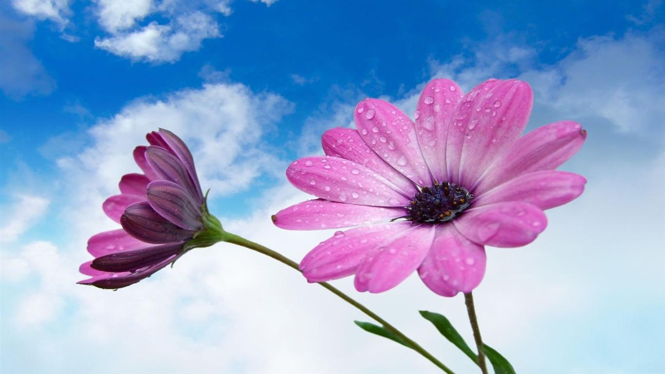 1366x768 Purple flowers under blue sky- Flower Desktop Wallpaper