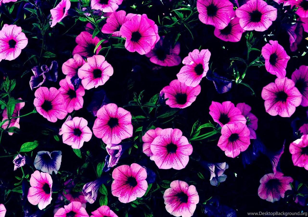 1280x900 HD Desktop Wallpaper: Purple Flower HD Desktop Background