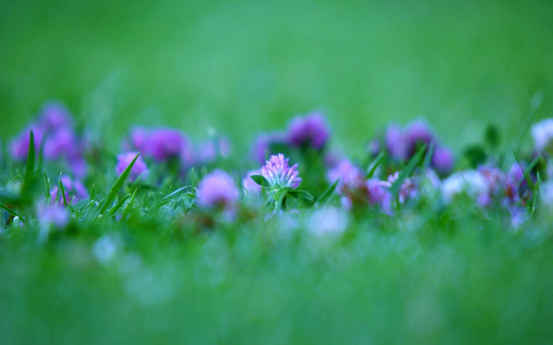 1920x1200 Purple flowers desktop PC and Mac wallpaper