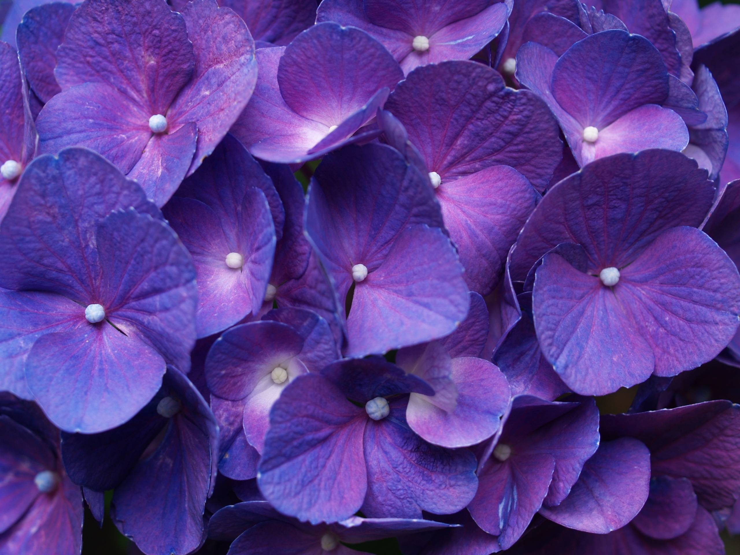 2560x1920 Purple Desktop Wallpaper