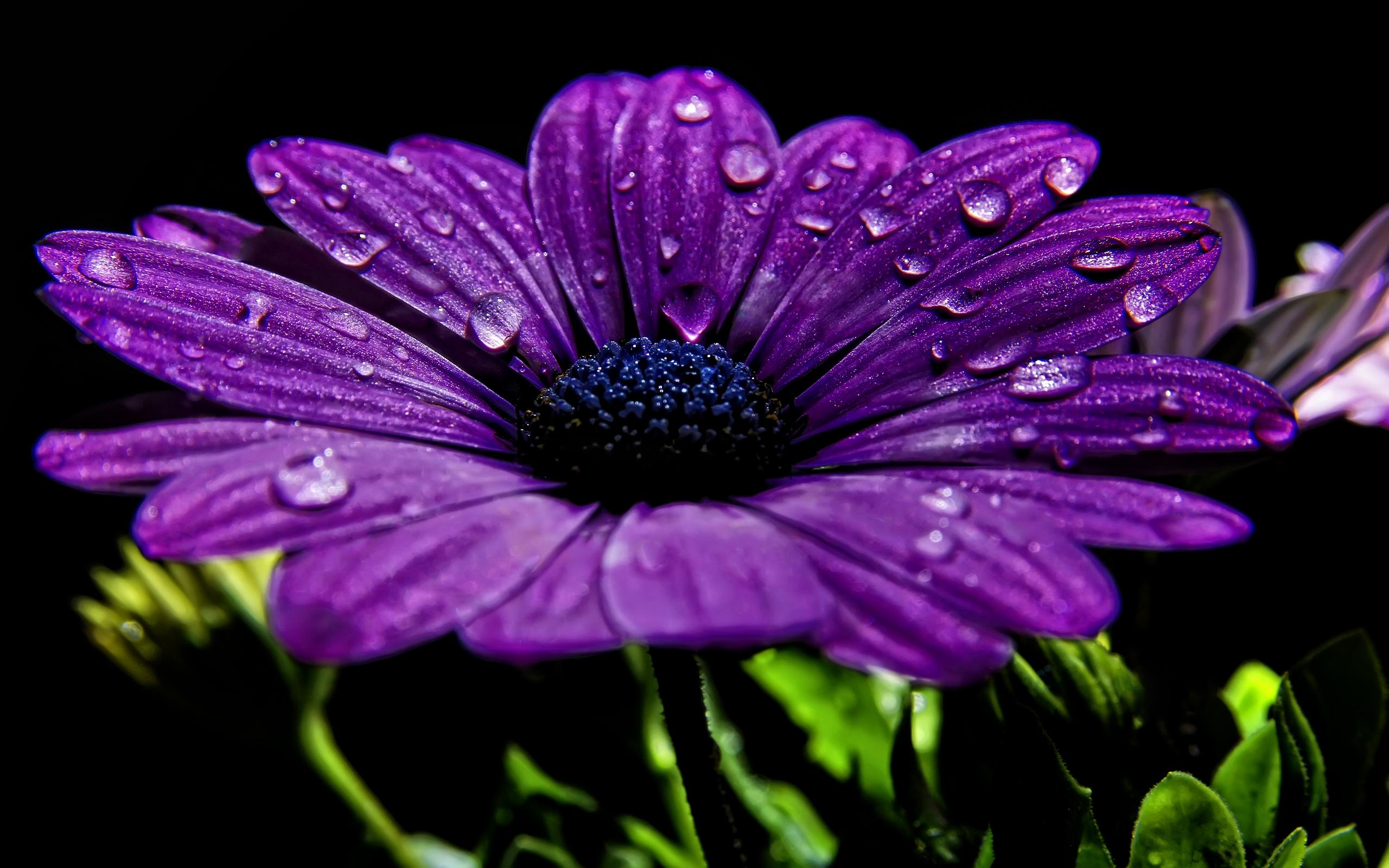2560x1600 Free download purple flowers wallpaper 874924 purple flowers wallpaper 874942 purple [2560x1600] for your Desktop, Mobile & Tablet. Explore Lavender Color Wallpaper. Purple Wallpaper, Blue Wallpaper, Purple and Silver Wallpaper