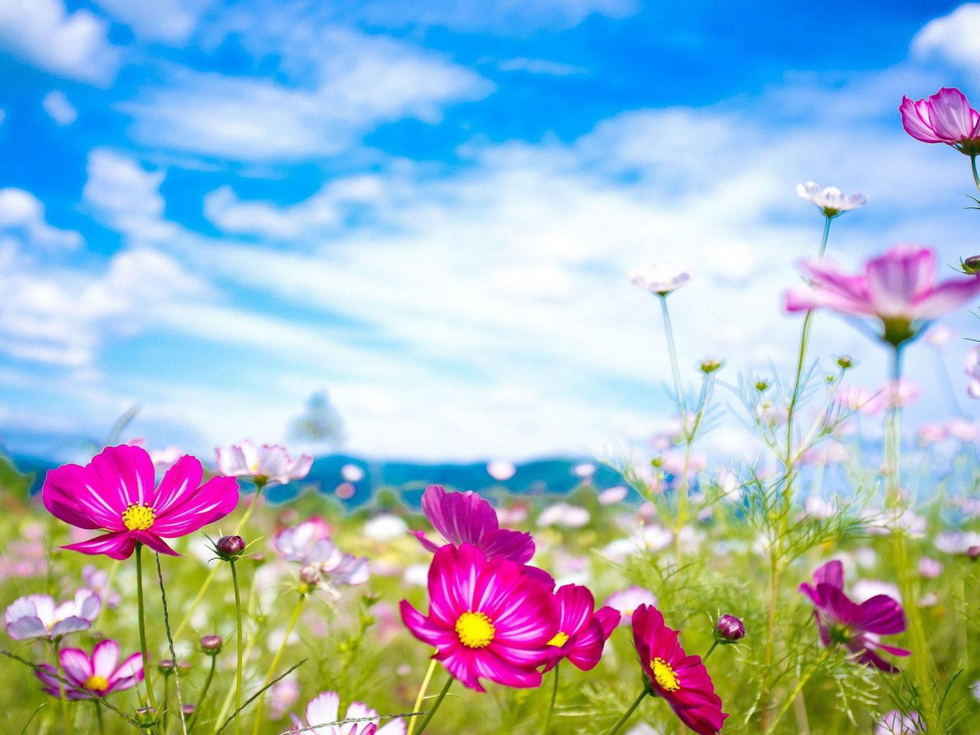 1920x1440 Summer Flowers Purple Flowers Meadow Blue Sky White Clouds HD Wallpaper Download For IPad And IPhone Widescreen 3840x2400 :