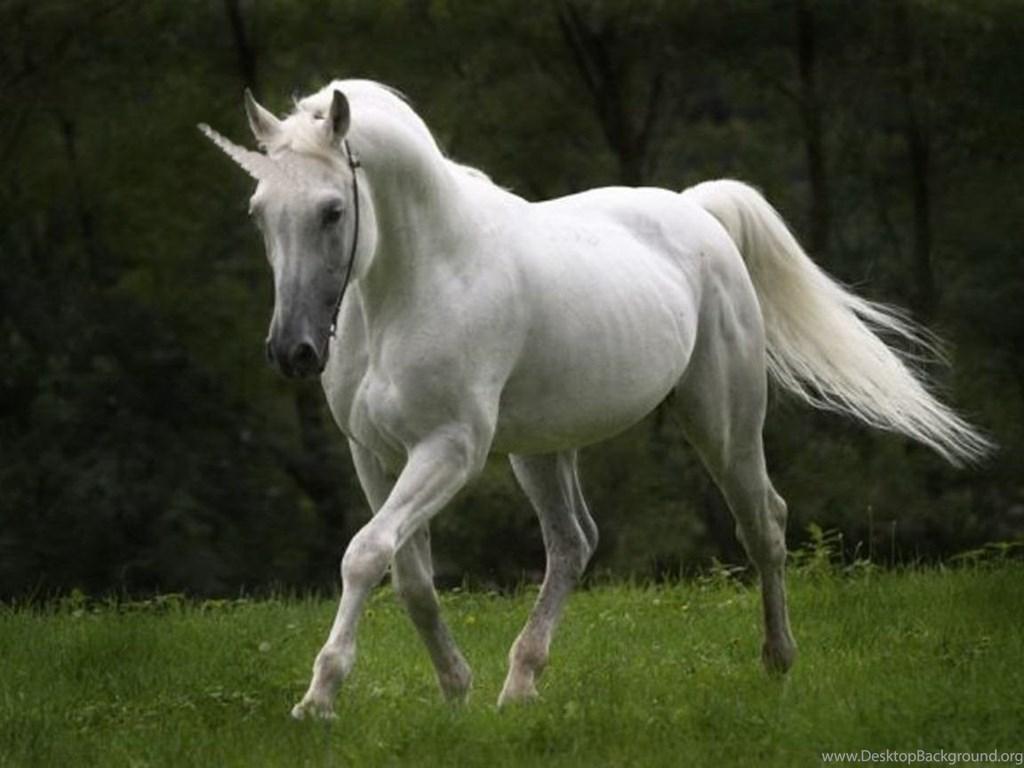1024x768 Wallpaper Unicorn Last Dream Horse Love 1152x864 Desktop Background