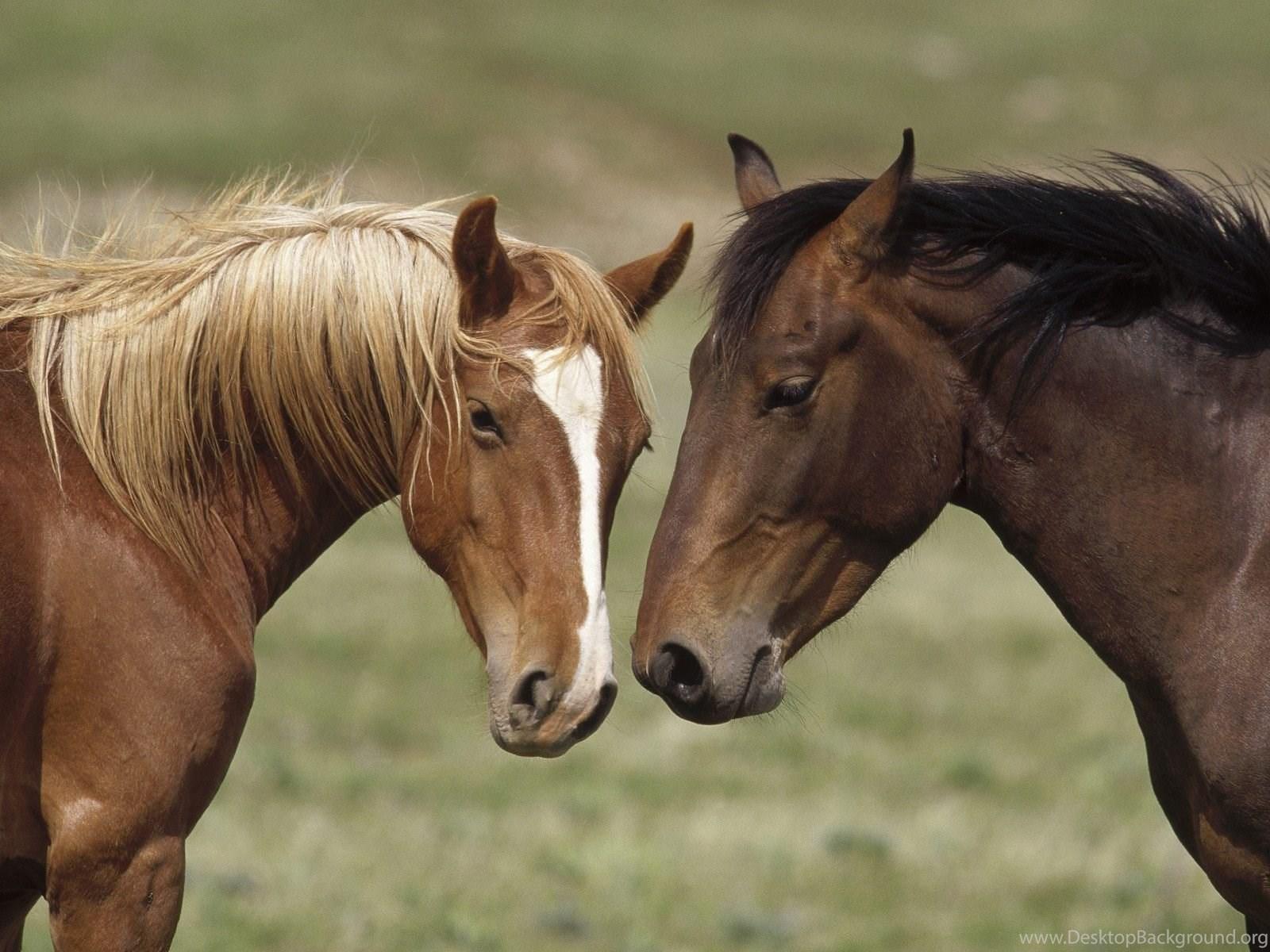 1600x1200 Horse Wallpaperhd Horses Wallpaper. Cute Animal Wallpaper Horses. Desktop Background