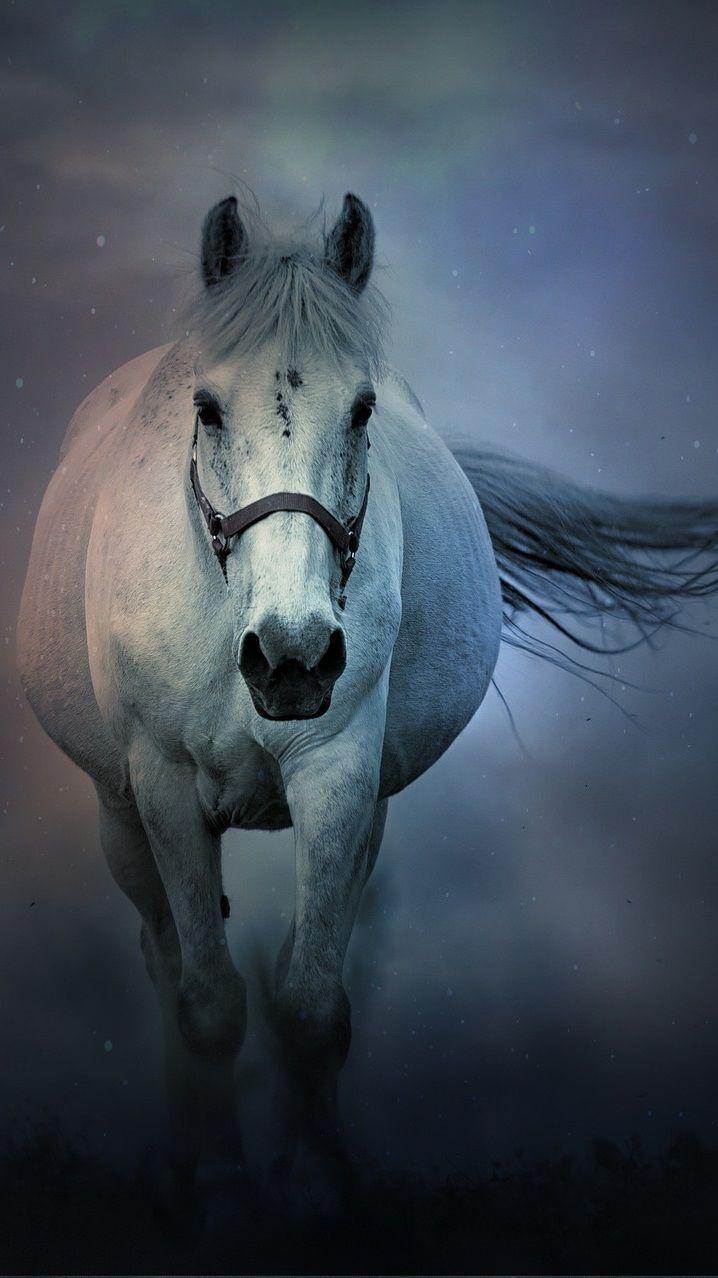 Horse Love Wallpapers - Top Free Horse Love Backgrounds - WallpaperAccess