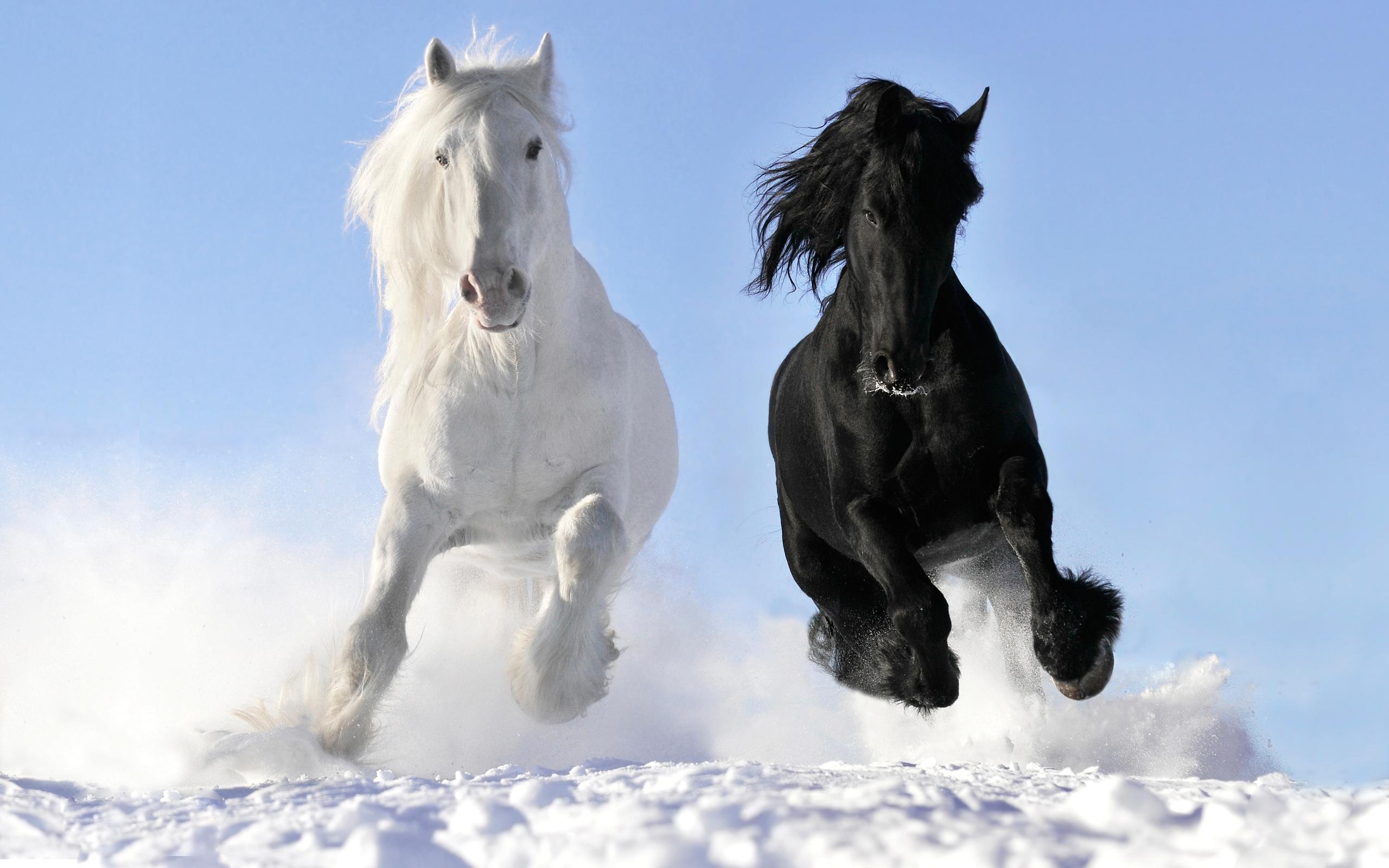 2560x1600 Beautiful HD Horse Wallpaper