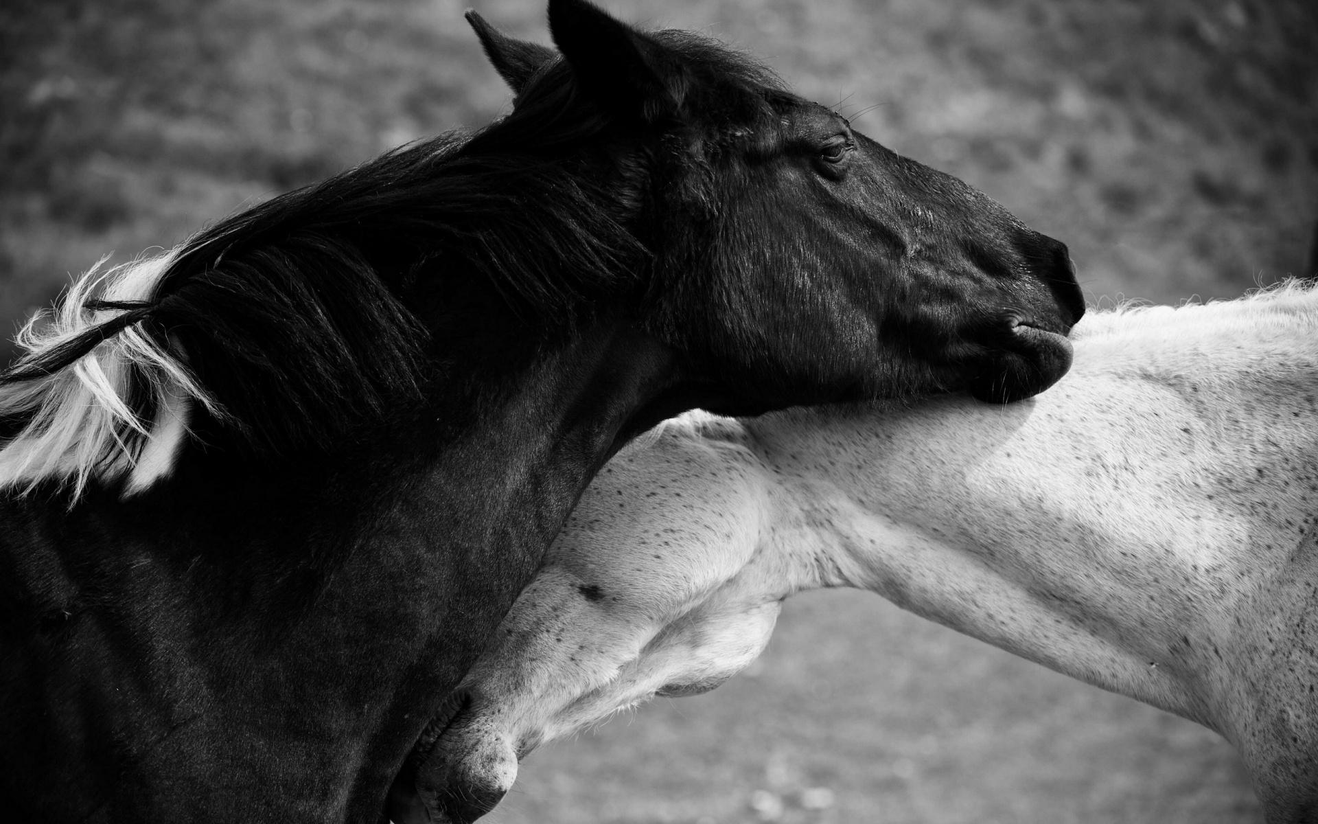 1920x1200 Free download Black And White Horse Love 1920 x 1200 Download Close [1920x1200] for your Desktop, Mobile & Tablet. Explore Black and White Horse Wallpaper. Black And White Desktop