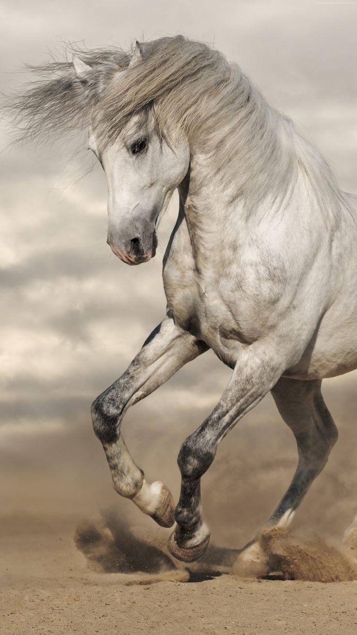 736x1308 Pferde. Horses, Horse picture, Pretty horses