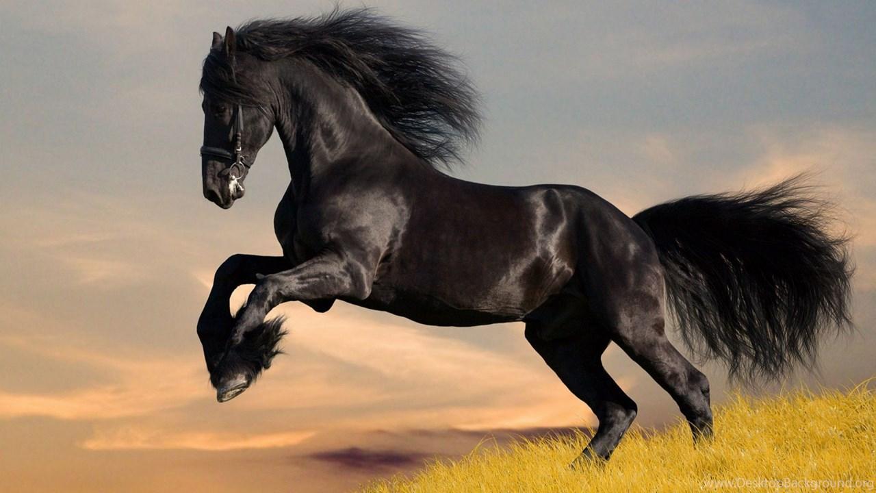 Horse Love Wallpapers - Top Free Horse Love Backgrounds - WallpaperAccess