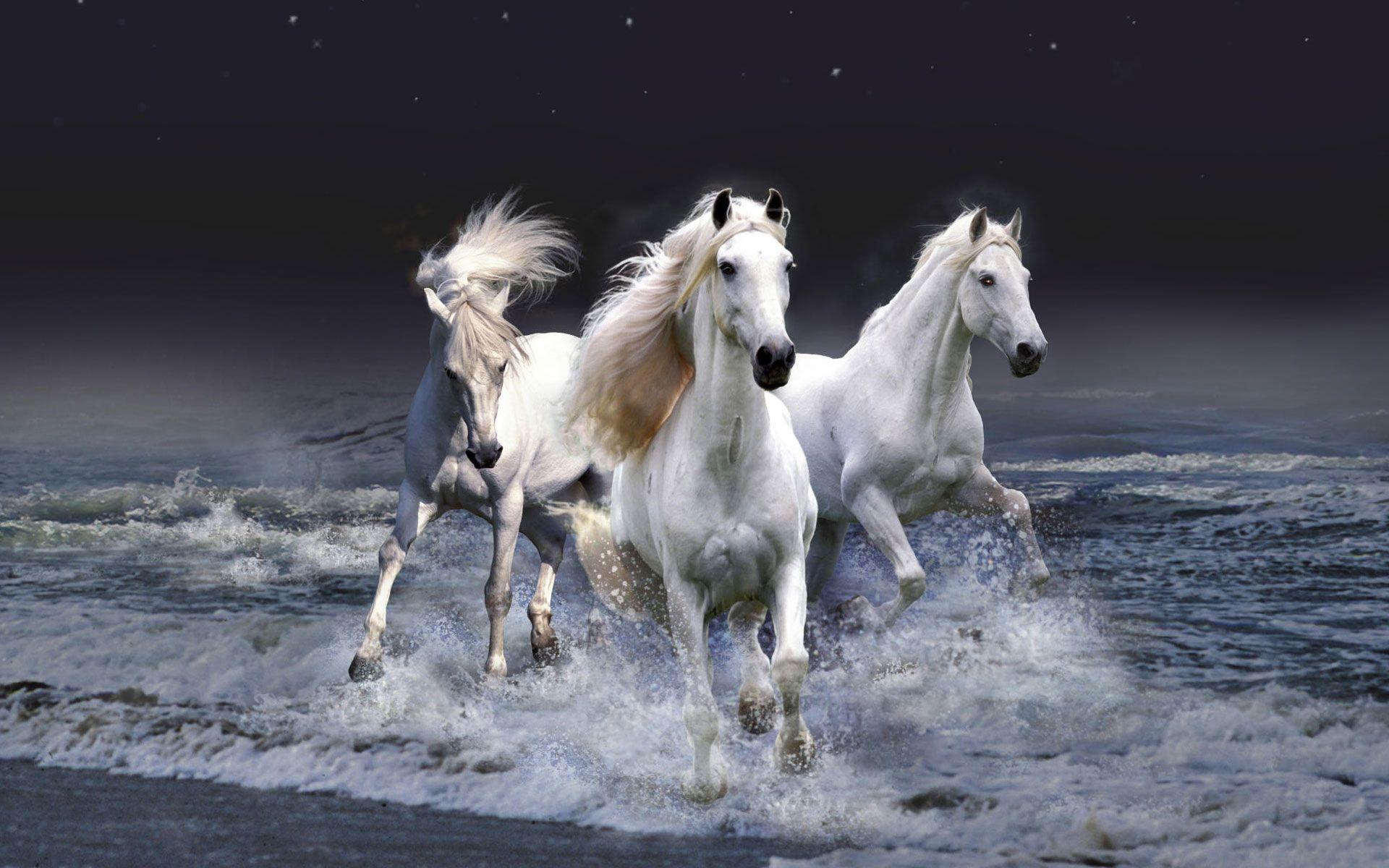1920x1200 Horses Pics For Background