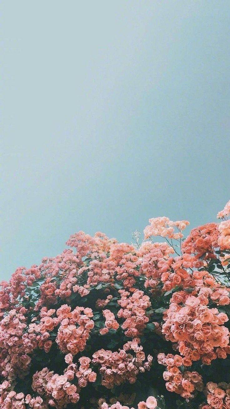 736x1309 Vintage Aesthetic iPad Wallpaper