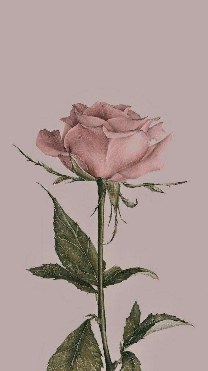 Pink Vintage Aesthetic Wallpapers Top Free Pink Vintage Aesthetic 