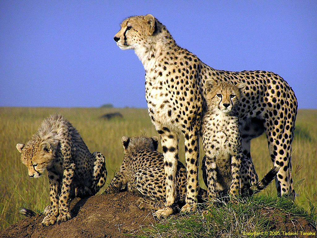 1024x768 Free Cheetah Wallpaper Download Cheetah Wallpaper HD