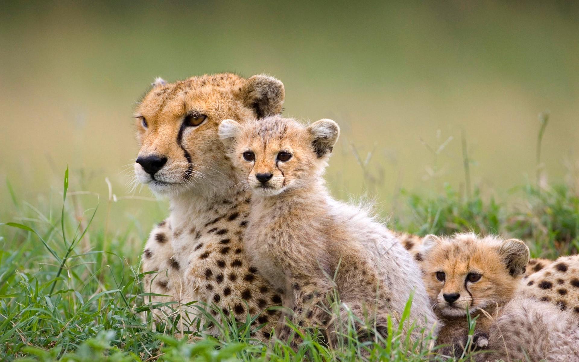 1920x1200 Baby Cheetah Wallpaper HD HD Wallpaper