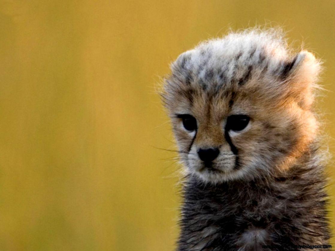 1118x838 Wallpaper Cheetah