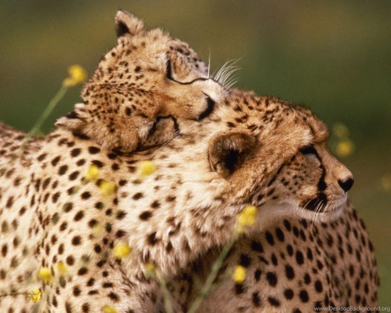 1280x1024 Cute Cheetah Wallpaper Desktop Background