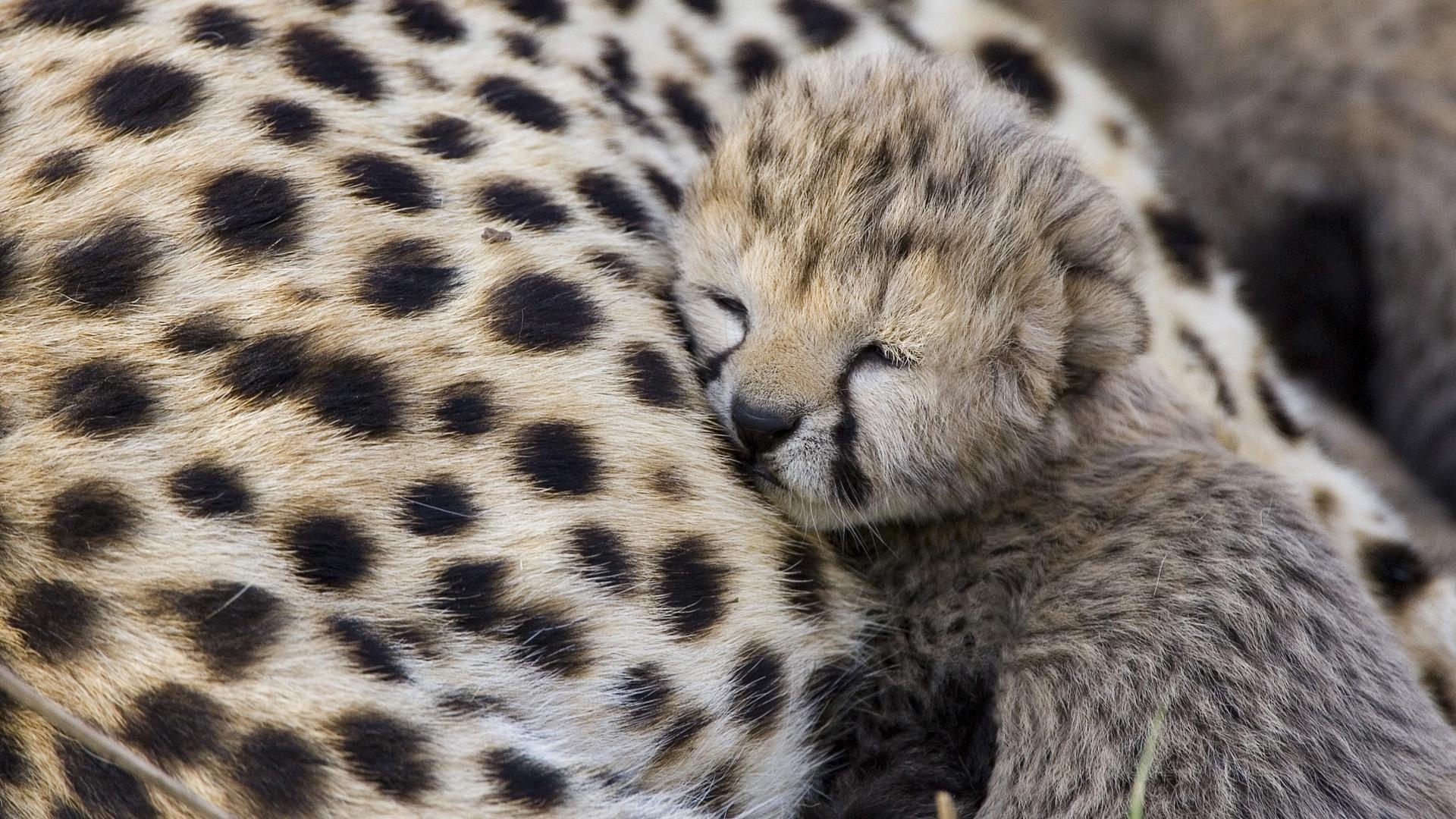 1920x1080 Adorable Baby Cheetah wallpaperx1080