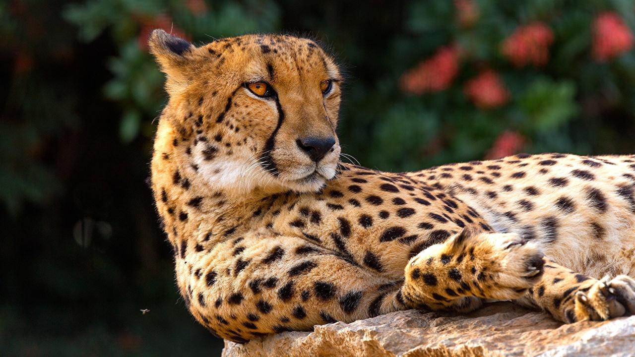 1280x720 Wallpaper Cheetahs animal Staring