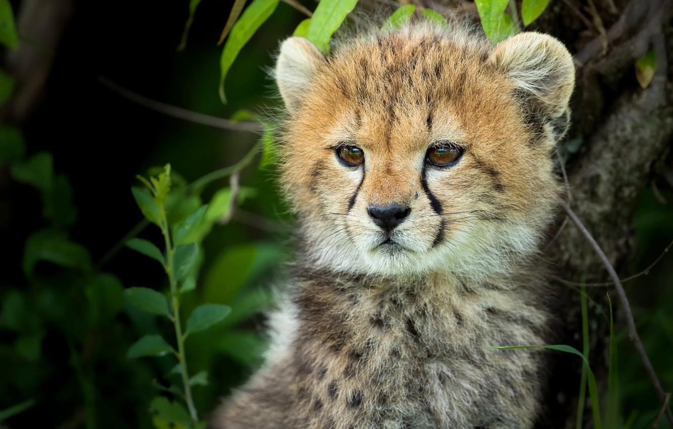 1332x850 Wallpaper grass, look, portrait, baby, Cheetah, face, cub image for desktop, section кошки