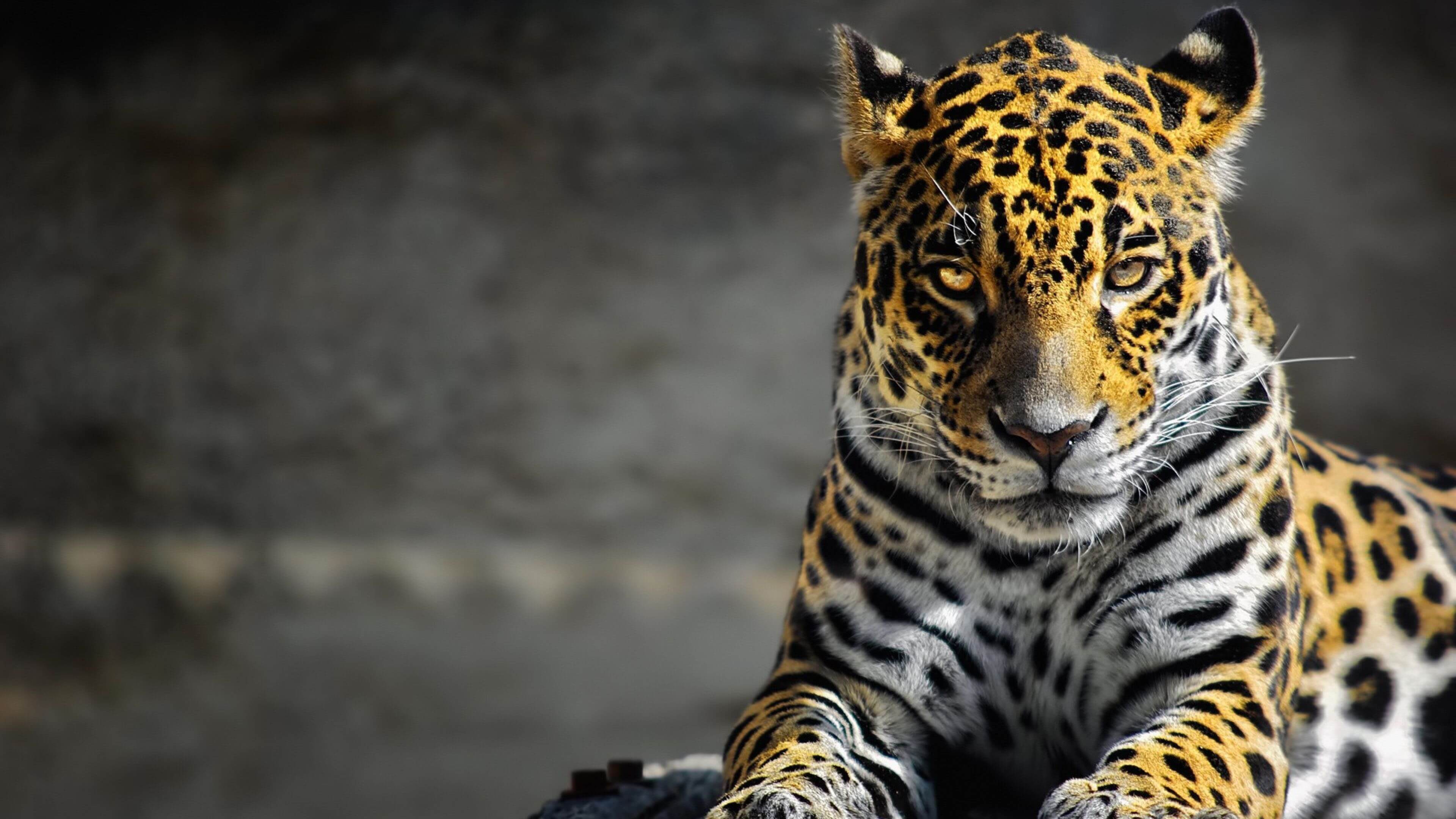 3840x2160 Cheetah Wallpaper 4k Ultra HD Background Love Art