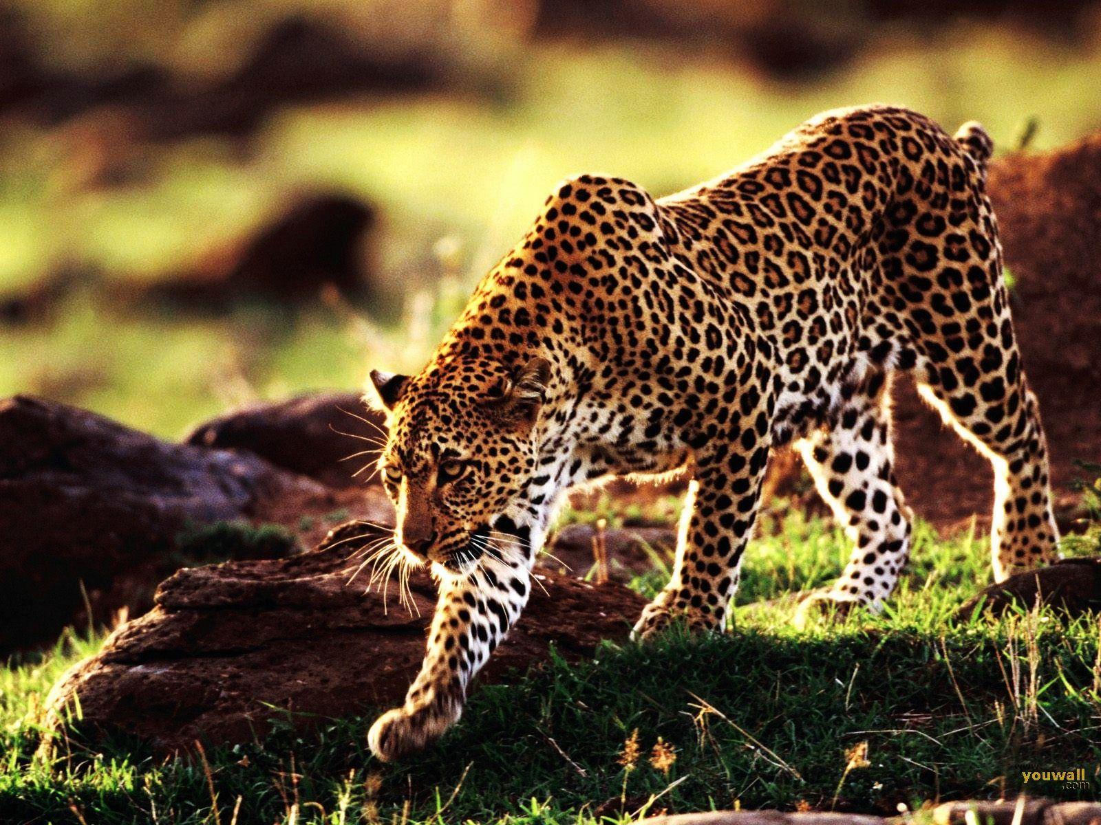 1600x1200 Cheetah. Wild animals picture, Wild animal wallpaper, Cute wild animals