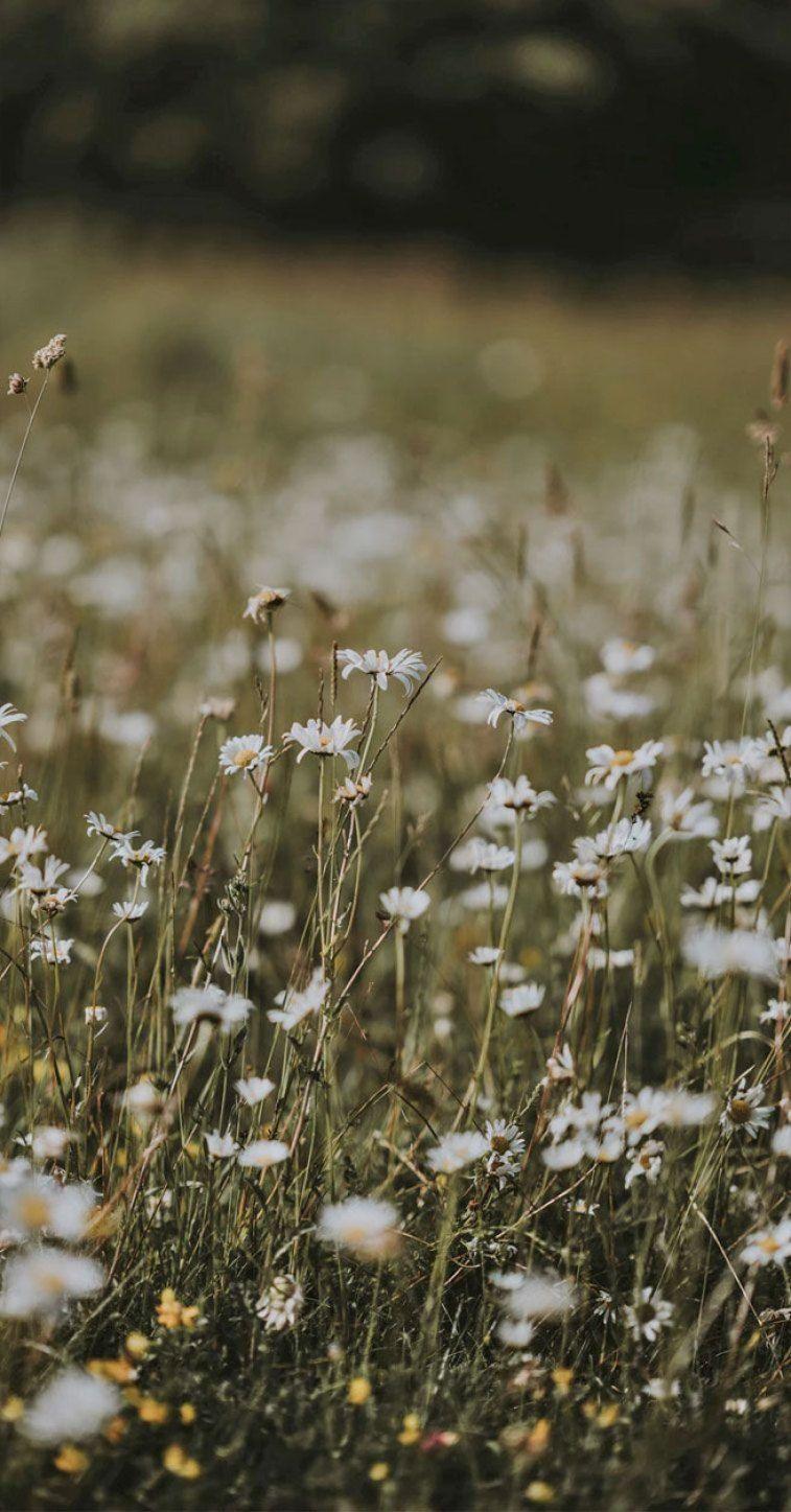 Ears flowers wildflowers field HD phone wallpaper  Peakpx