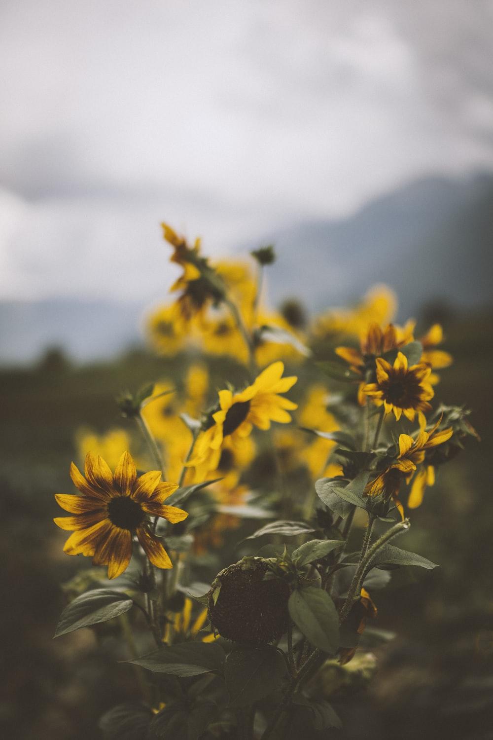 1000x1500 Wildflowers best free wildflower, flower, plant and flora photo