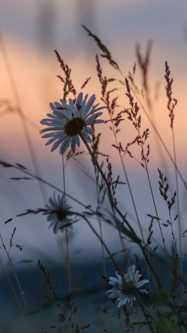 Wildflower iPhone Wallpapers - Top Free Wildflower iPhone Backgrounds