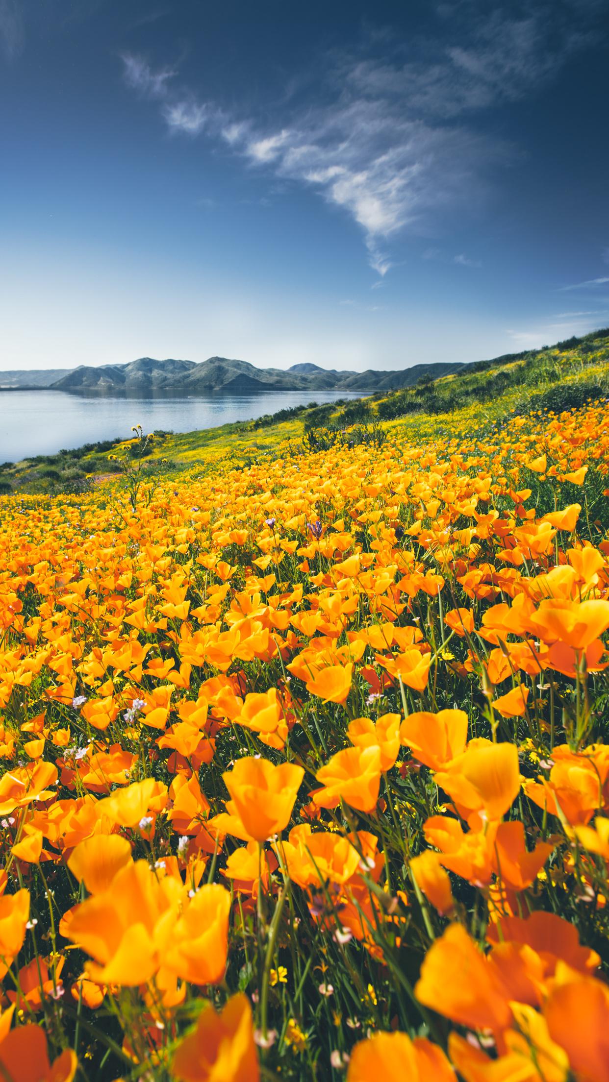 Wildflower iPhone Wallpapers - Top Free Wildflower iPhone Backgrounds