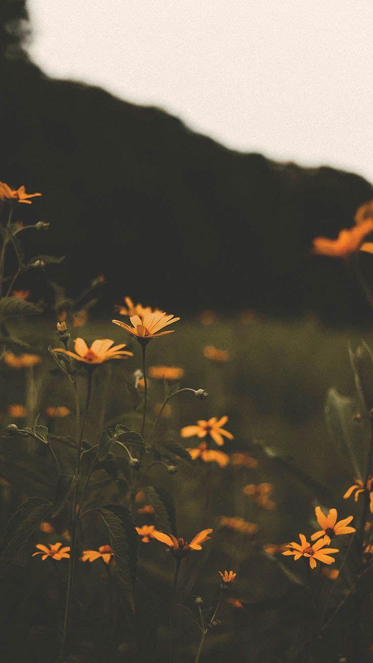 736x1308 Summer Wildflowers Wallpaper
