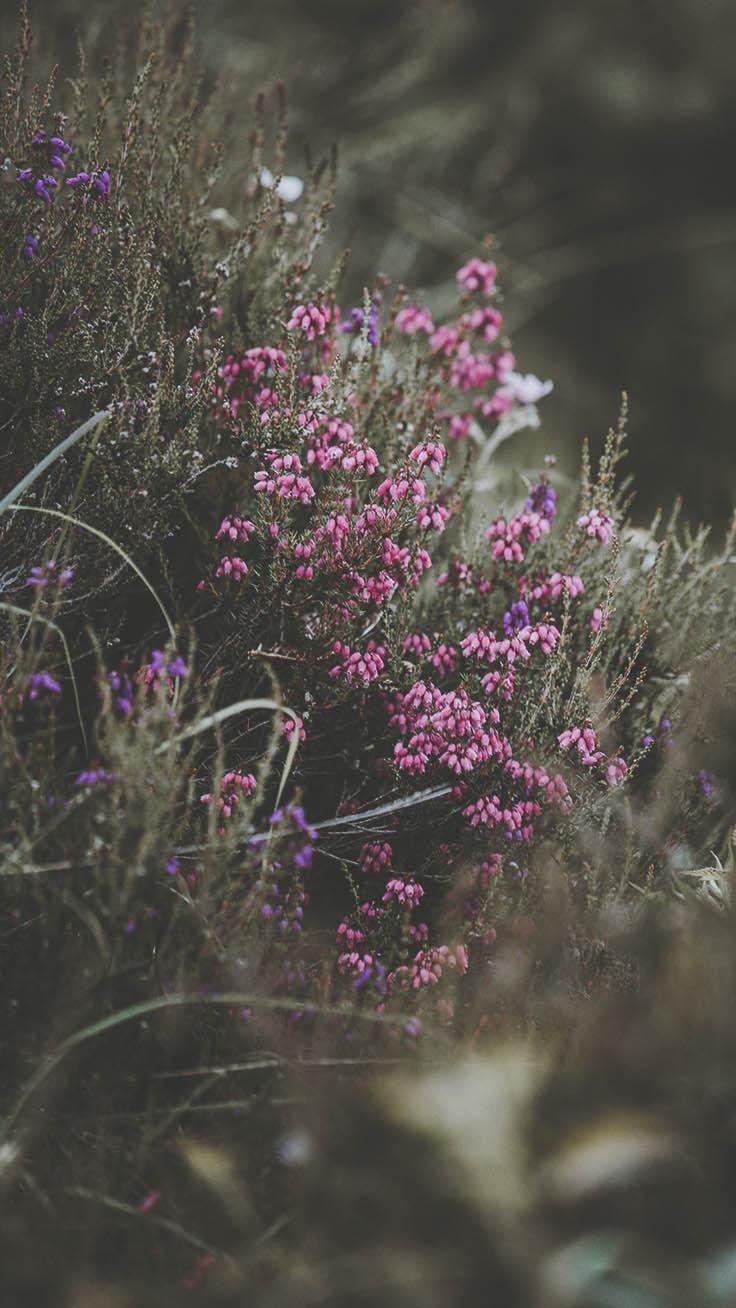 Wildflower iPhone Wallpapers Top Free Wildflower iPhone Backgrounds