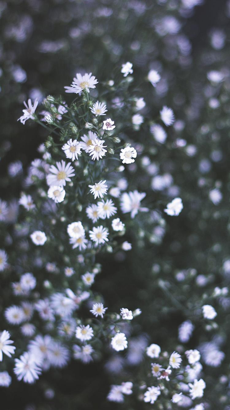 750x1334 iPhone X wallpaper. flower white spring nature