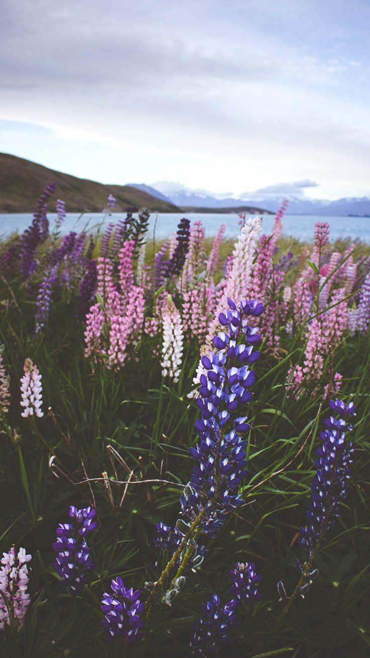 736x1308 Celebrating Summer with 21 Wildflower iPhone Wallpaper. Preppy Wallpaper. Preppy wallpaper, iPhone wallpaper preppy, Wild flowers