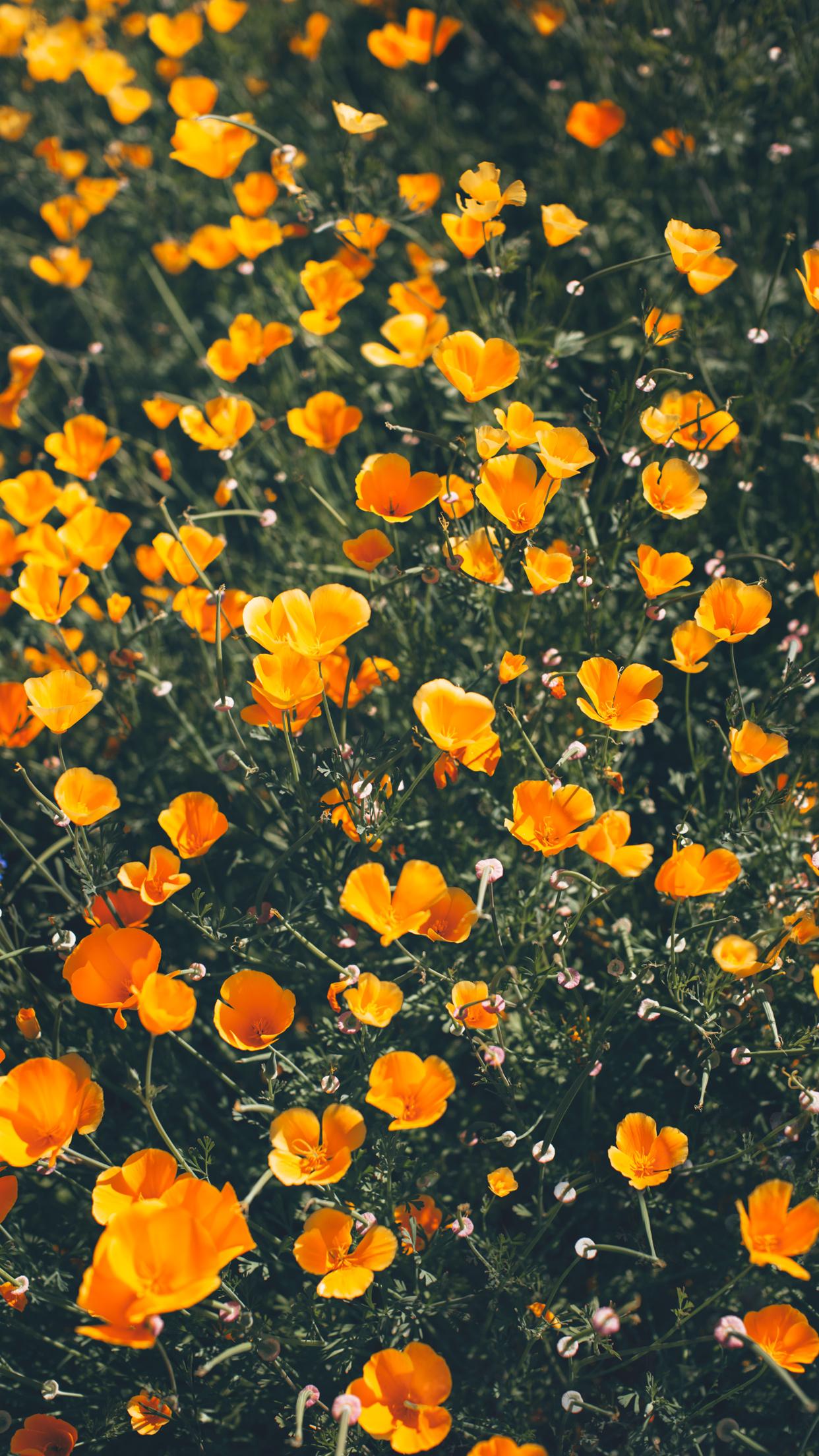 Wildflower iPhone Wallpapers - Top Free Wildflower iPhone Backgrounds
