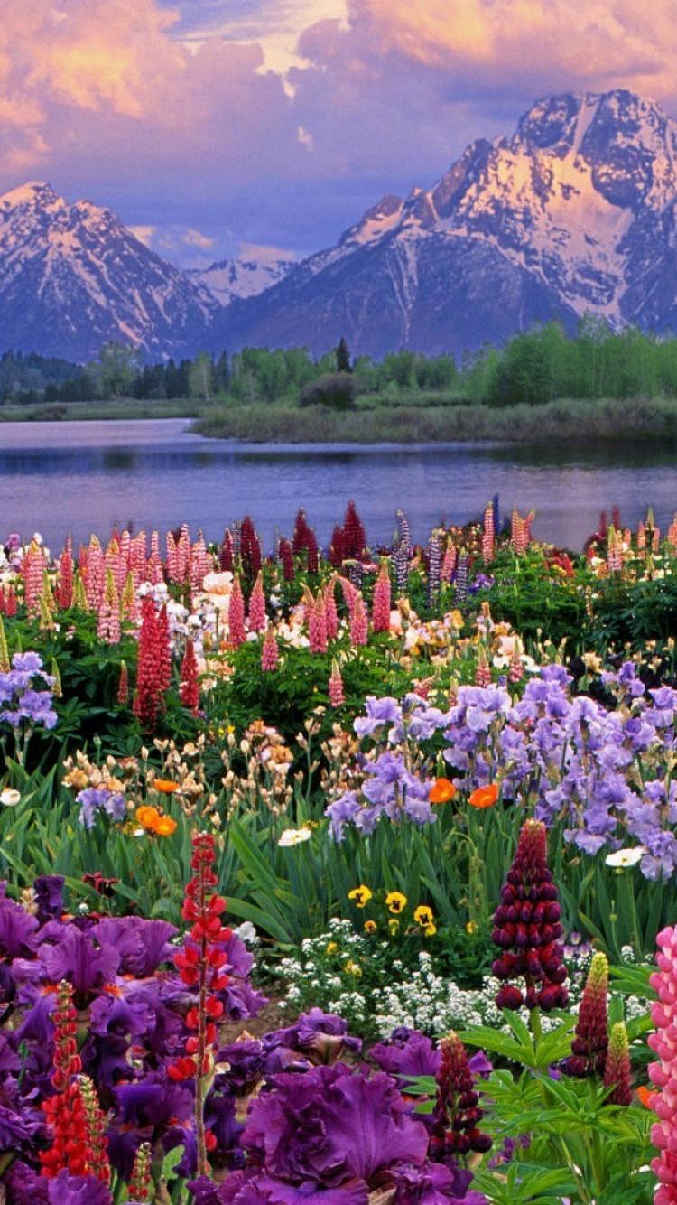 Wildflower iPhone Wallpapers Top Free Wildflower iPhone Backgrounds