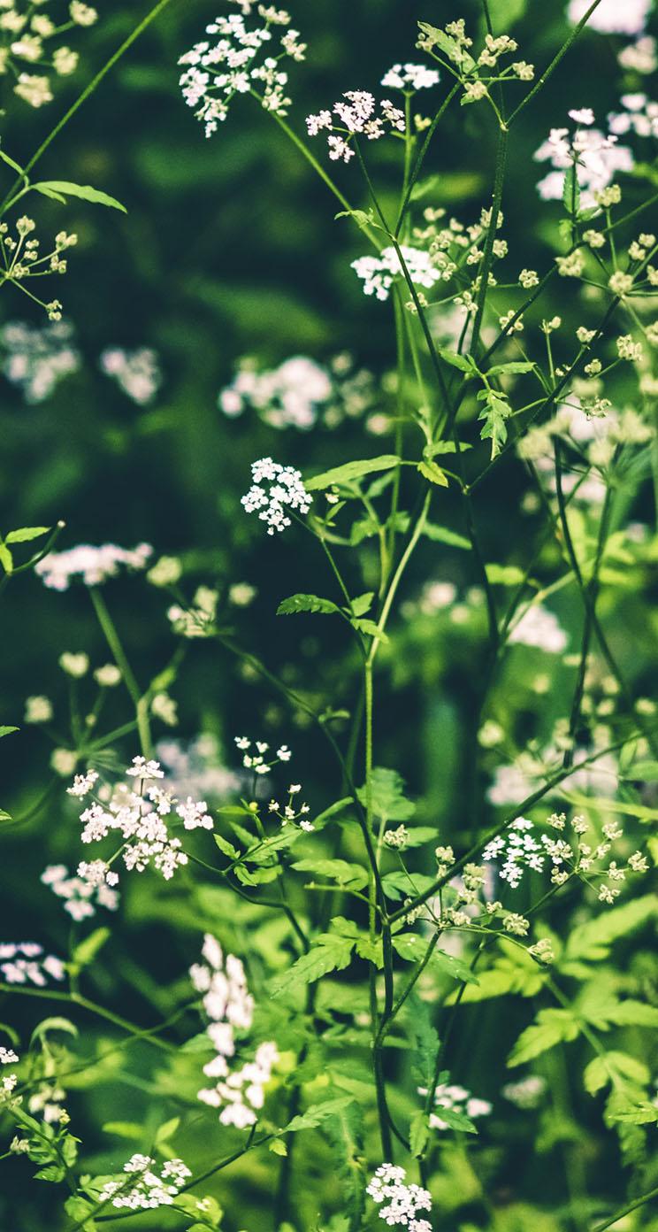 Wildflower iPhone Wallpapers - Top Free Wildflower iPhone Backgrounds