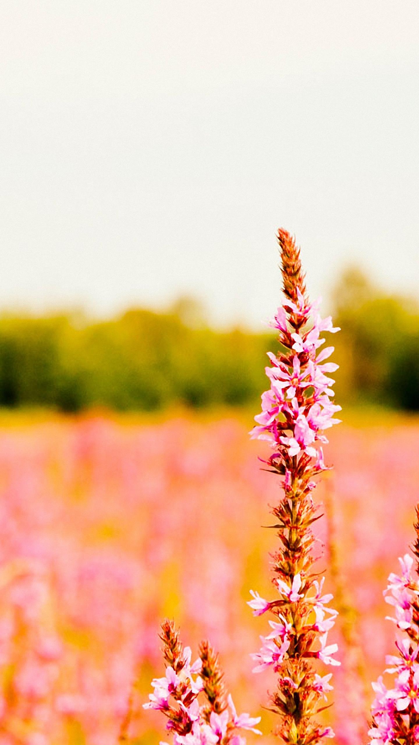 1440x2560 Hd Unknown Flower Lg G3 Wallpaper Field iPhone Background