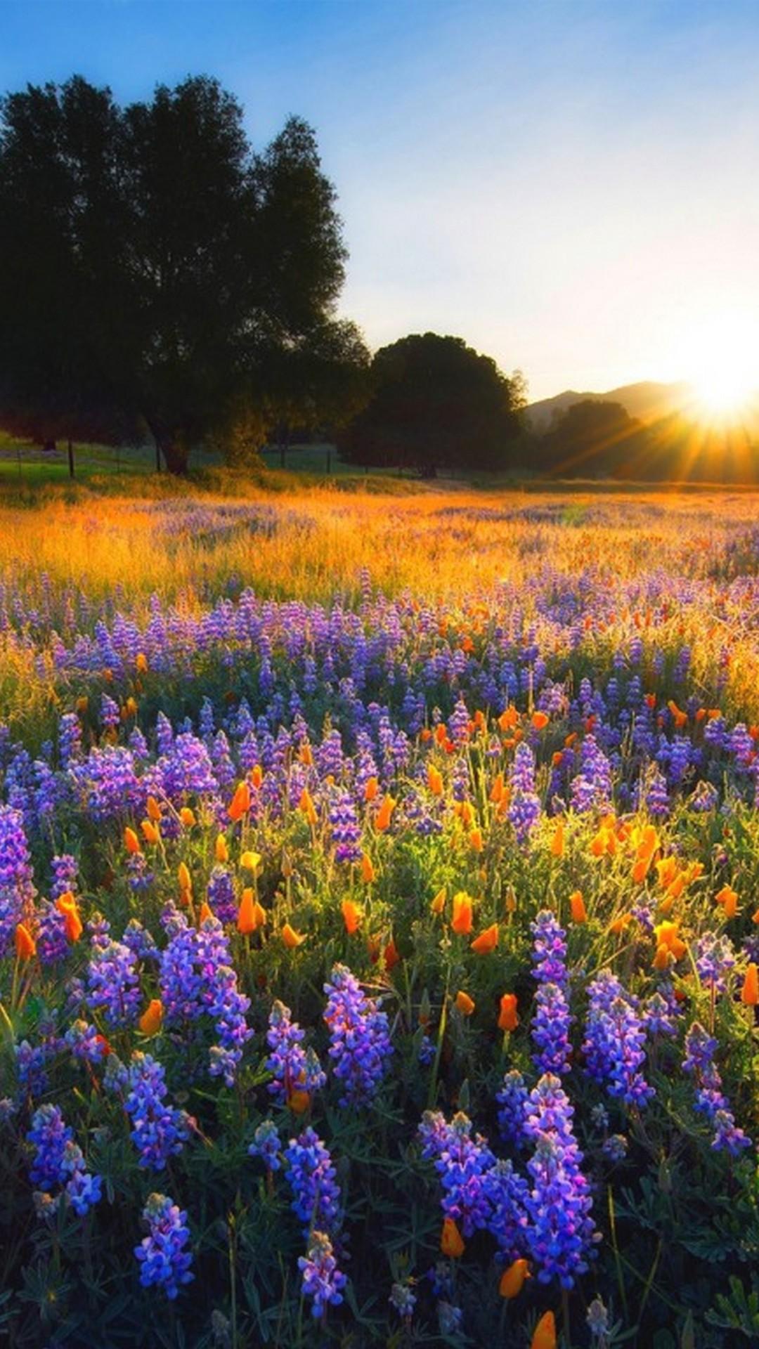 Wildflower iPhone Wallpapers Top Free Wildflower iPhone Backgrounds