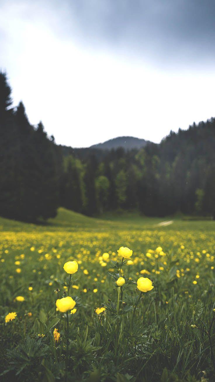 Wildflower iPhone Wallpapers - Top Free Wildflower iPhone Backgrounds