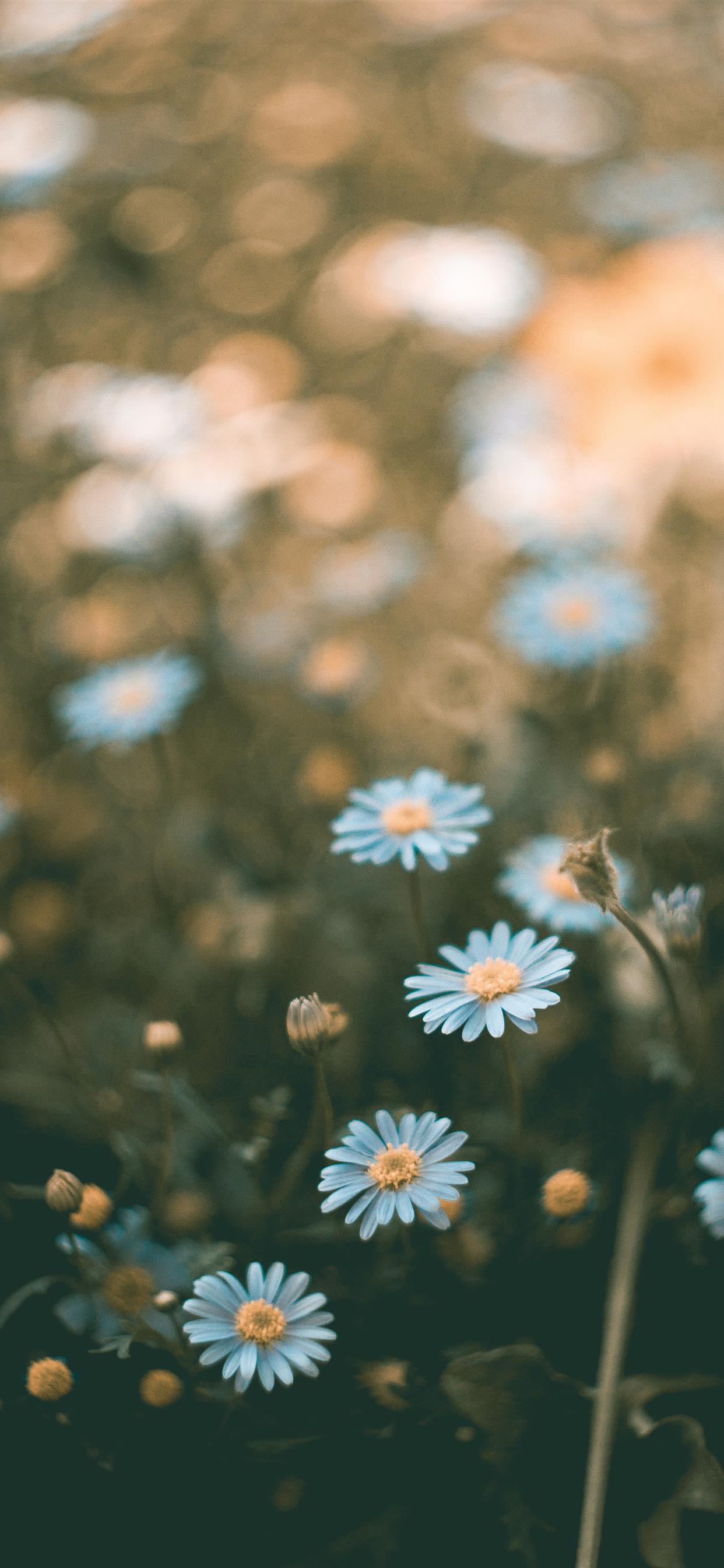 1242x2688 flower iPhone Wallpaper Free Download