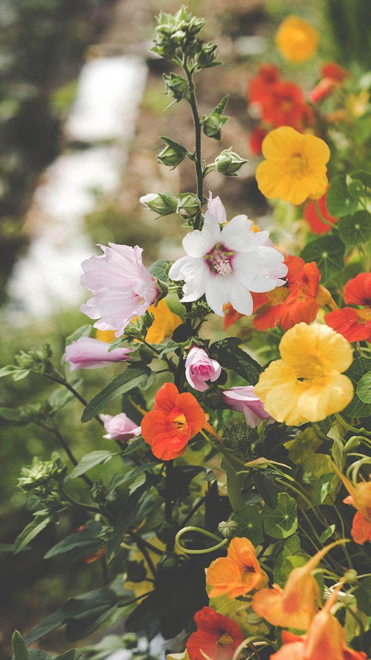 736x1308 Celebrating Summer with 21 Wildflower iPhone Wallpaper. Preppy Wallpaper. iPhone wallpaper preppy, Nature iphone wallpaper, iPhone wallpaper moon