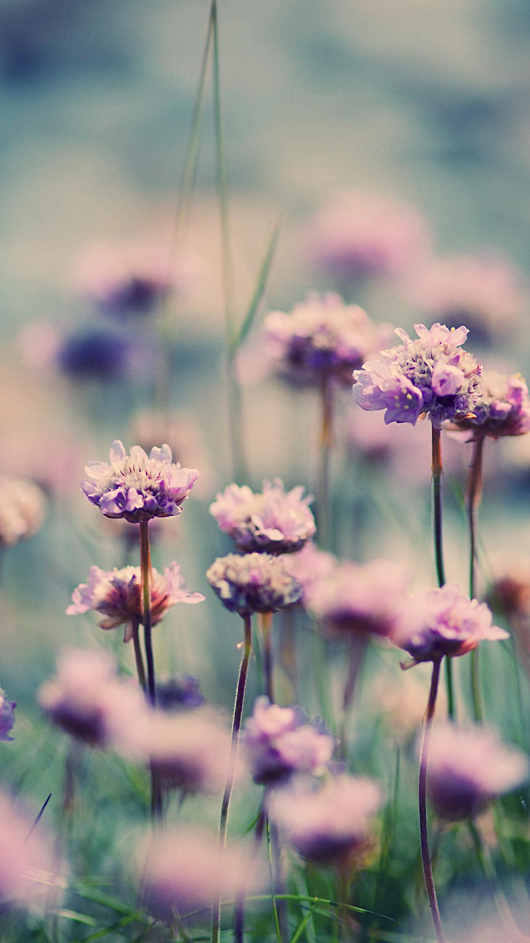 1080x1920 Summer Wildflowers Wallpaper
