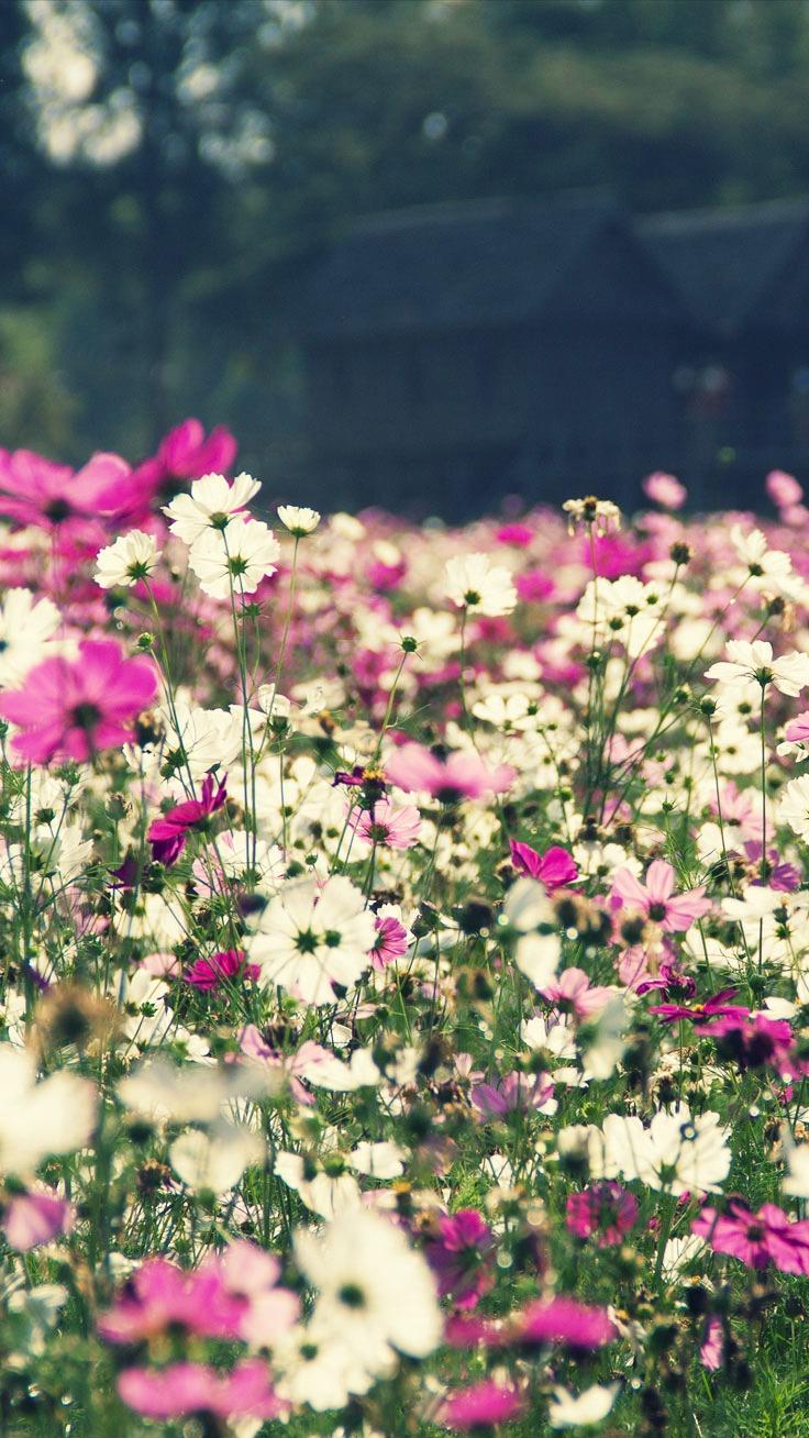 736x1308 Beautiful Flower Wallpaper For iPhone (Free Download!)