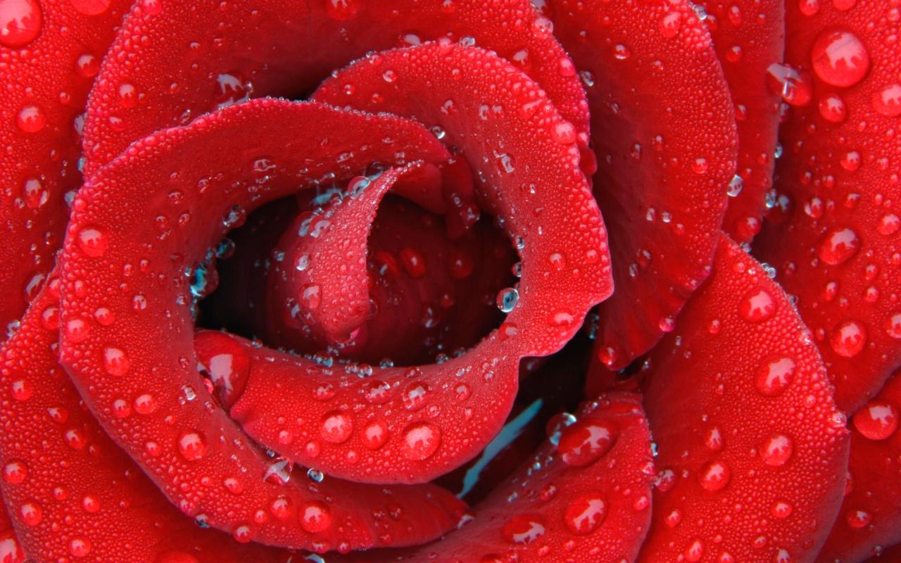 1280x800 HD Flowers Wallpaper Widescreen