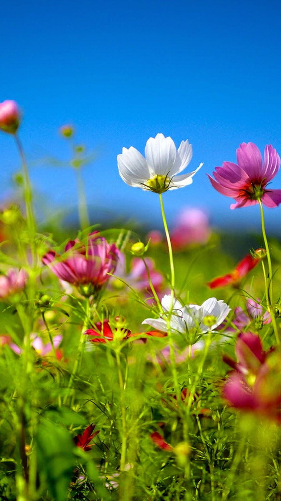 900x1600 Colourful Flower Wallpaper HD HD Wallpaper