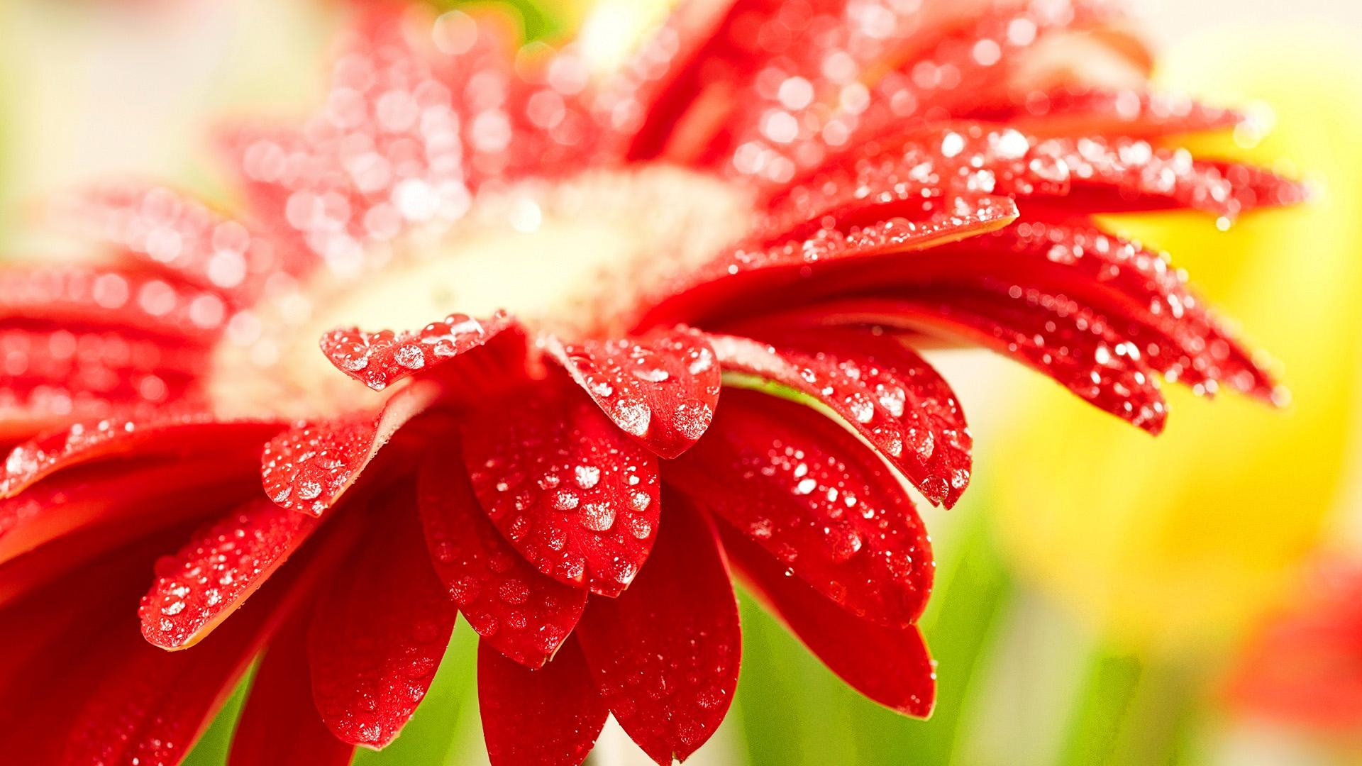 1920x1080 Flowers Wallpaper